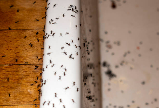 Best Pest Inspection Near Me  in Jamestown, CA