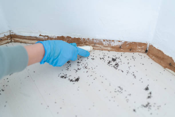 Best Mosquito Control Services  in Jamestown, CA